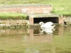 Swan on the canal and resting ducks
