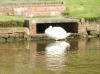 Swan on the canal and resting ducks