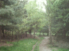 Path in the Daresbury Firs