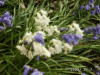 Carpet of blue and white Bluebells (Hycanthinoides non-scripta)