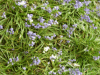 Carpet of blue and white Bluebells (Hycanthinoides non-scripta)