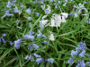 Carpet of blue and white Bluebells (Hycanthinoides non-scripta)