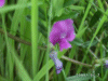 Common Vetch (Vicia sativa) and maybe below this is a  Tufted Vetch (Vicia cracca) near the motorway