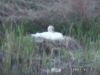 Nesting Swan