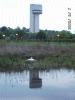Nesting swan and NSF Tower