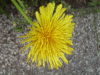 Dandelion (Taraxacum officinale)