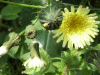 Smooth Sow-thistle (Sonchus oleraceus)