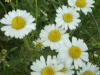 Scentless Mayweed (Matricaria perforata)