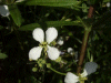 Wild Radish (Raphanus raphanistrum)