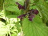 Hedge Woundwort (Stachys sylvatica)
