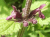 Hedge Woundwort (Stachys sylvatica)
