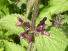 Hedge Woundwort (Stachys sylvatica)
