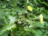 Smooth Sow-thistle (Sonchus oleraceus)