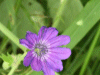 Dove's-Foot Crane's-Bill (Geranium molle)