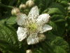 Bramble/Blackberry flower (Rubus fruticosus agg)