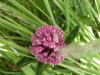 Red Clover (trefolium repens)