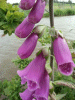 Digitalis Purpurea (ordinary wild foxglove)