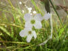 Cuckoo Flowers (Cardamine pratensis agg)