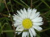 Damaged and injured daisy (Bellis perennis)