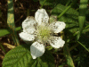 Bramble/Blackberry flower (Rubus fruticosus agg)
