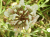 White Clover/Dutch Clover (Trifolium repens)