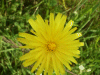 Dandelion (Taraxacum officinale)