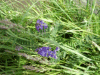 Tufted Vetch (Vicia cracca)