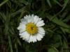 Daisy (Bellis perennis)