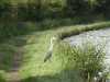 Heron along the canal