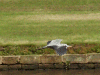 Flying heron