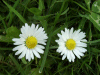 Daises (Bellis perennis)