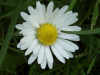 Daisy (Bellis perennis)