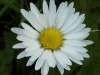 Daisy (Bellis perennis)