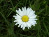 Daisy (Bellis perennis)
