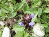 Self-heal (Prunella vulgaris)