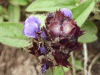Self-heal (Prunella vulgaris)