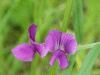 Common Vetch (Vicia sativa)