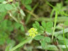 Black Medick (Medicago lupulina)
