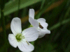 Cuckoo Flowers (Cardamine pratensis agg)