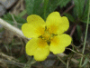 A Tormentil hybrid (Potentilla erecta, Potentilla angelica, Potentilla reptans)