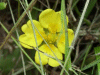 A Tormentil hybrid (Potentilla erecta, Potentilla angelica, Potentilla reptans)