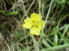 A Tormentil hybrid (Potentilla erecta, Potentilla angelica, Potentilla reptans)
