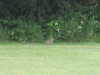 Rabbit near the hostel