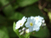 Field Forgetmenot (Myosotis arvensis