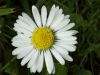 Daisy (Bellis perennis)