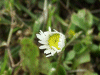 Daisy (Bellis perennis)