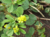 Black Medick (Medicago lupulina)