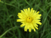 Possible Hawkweed Ox-tongue (Picris hieracioides)