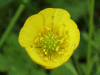 Meadow Buttercup (Ranunculus acris)