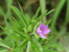 Cut-leaved Cranesbill (Geranium dissectum)